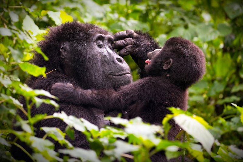 Beobachtung von Gorillas in Uganda - ©Alex254/Wirestock Creators - stock.adobe.com