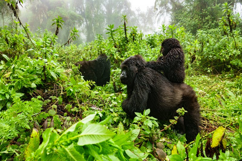 Beobachtung von Gorillas in Uganda - ©F.C.G. - stock.adobe.com