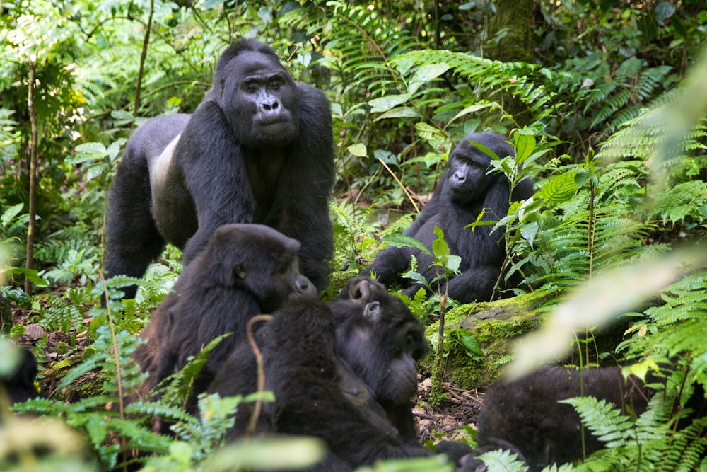 Beobachtung von Gorillas in Uganda &ndash; &copy; Pedro Bigeriego - stock.adobe.com