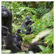Beobachtung von Gorillas in Uganda – © Pedro Bigeriego - stock.adobe.com