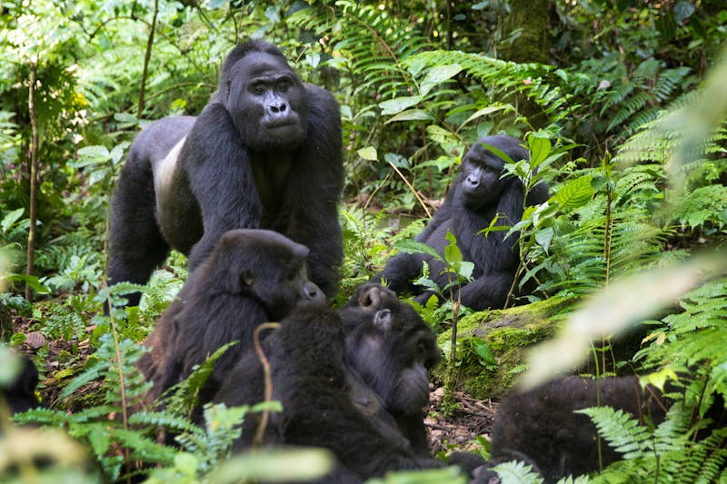 Beobachtung von Gorillas in Uganda - ©Pedro Bigeriego - stock.adobe.com