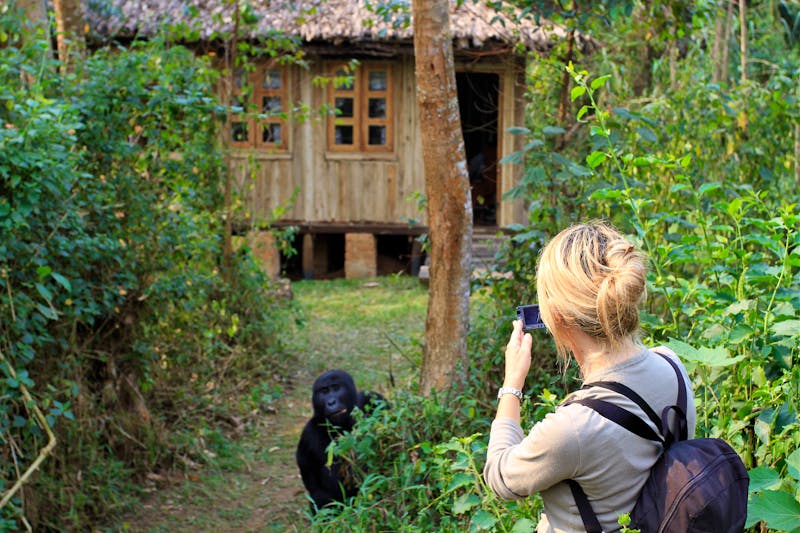 Gorilla-Trekking in Uganda - Bwindi Nationalpark - ©Soldo76 - stock.adobe.com
