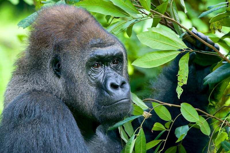 Gorilla-Trekking in Uganda - ©DS light photography - stock.adobe.com