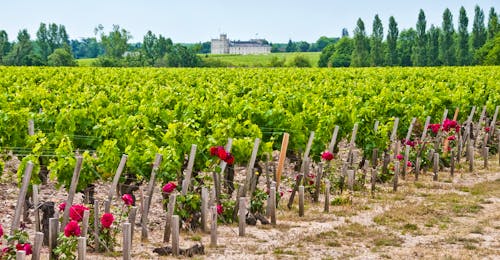 Weinberg - Frankreich &ndash; &copy; HelWin Goetzinger