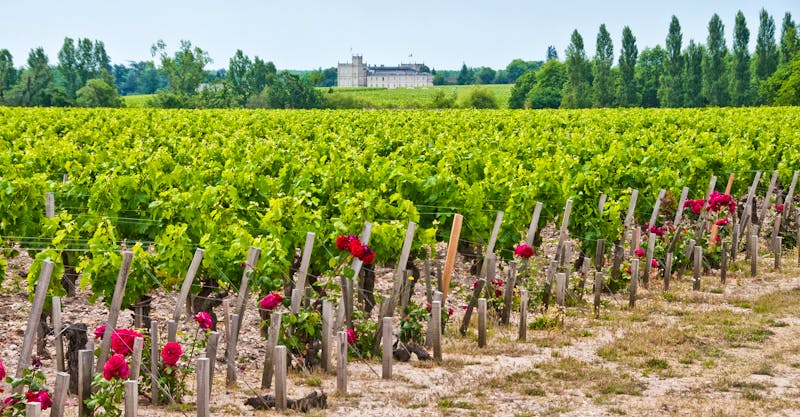 Weinberg - Frankreich - ©HelWin Goetzinger