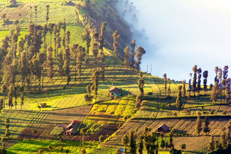 Dorf im Bromo-Tengger-Semeru Nationalpark auf Java - ©wanfahmy - stock.adobe.com