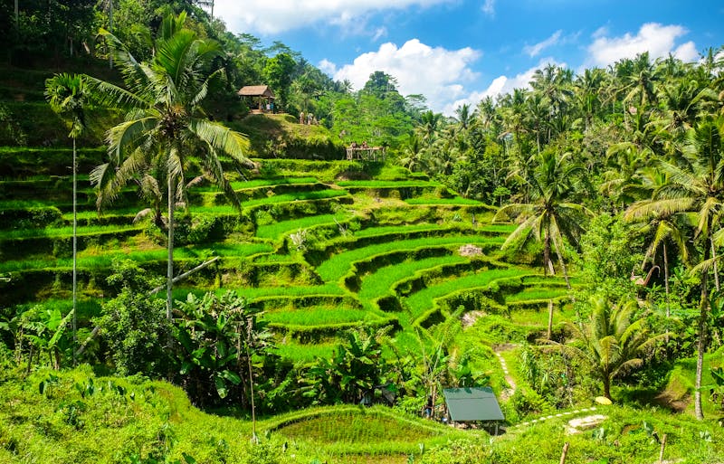 Reisterrassen bei Ubud auf der Insel Bali - ©Akarat Phasura - stock.adobe.com