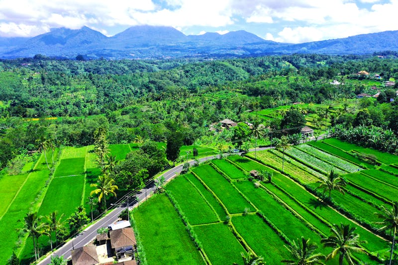 Reisterrassen bei Kintamani auf der Insel Bali - ©Men Sang - stock.adobe.com