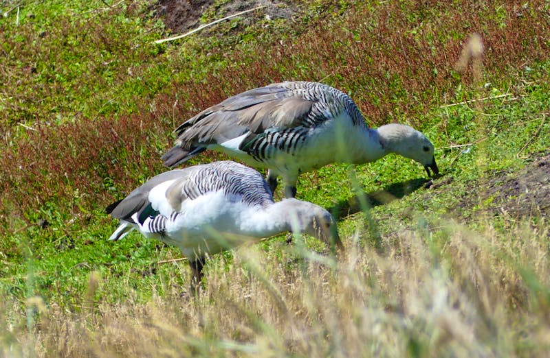 Falkland-Enten - ©Frank Nimschowski - Eberhardt TRAVEL