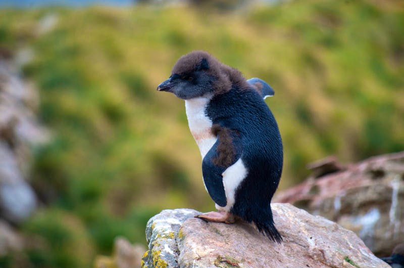 Pinguin auf den Falkland Inseln - ©Jacob Spangenberg - Eberhardt TRAVEL