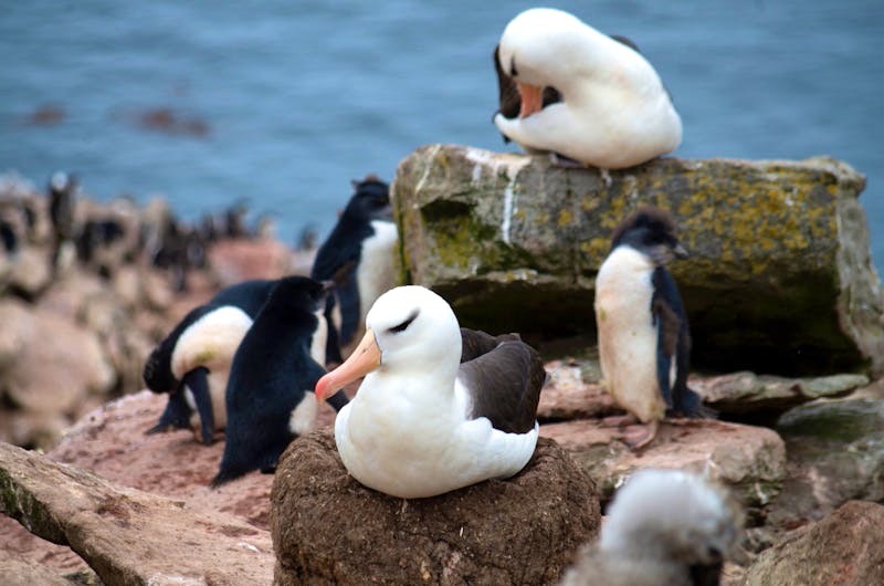 Albatrosse auf den Falkland Inseln - ©Jacob Spangenberg - Eberhardt TRAVEL