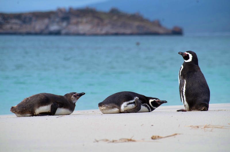 Pinguine auf den Falkland Inseln - ©Jacob Spangenberg - Eberhardt TRAVEL