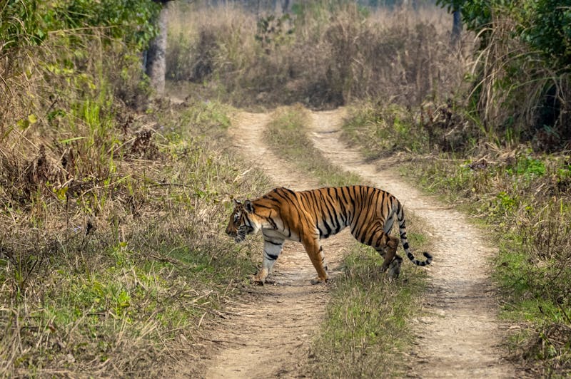 Bengal-Tiger im Chitwan Nationalpark in Nepal - ©World Travel Photos - stock.adobe.com