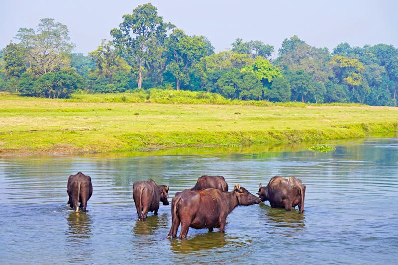 Wasserbüffel im Chitwan Nationalpark in Nepal - ©Kriste - stock.adobe.com
