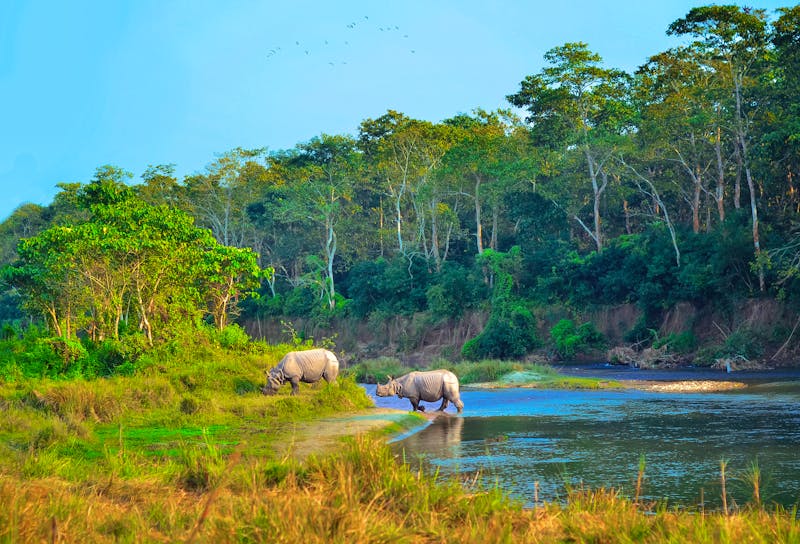 Nashörner im Chitwan Nationalpark in Nepal - ©natalia_maroz - stock.adobe.com