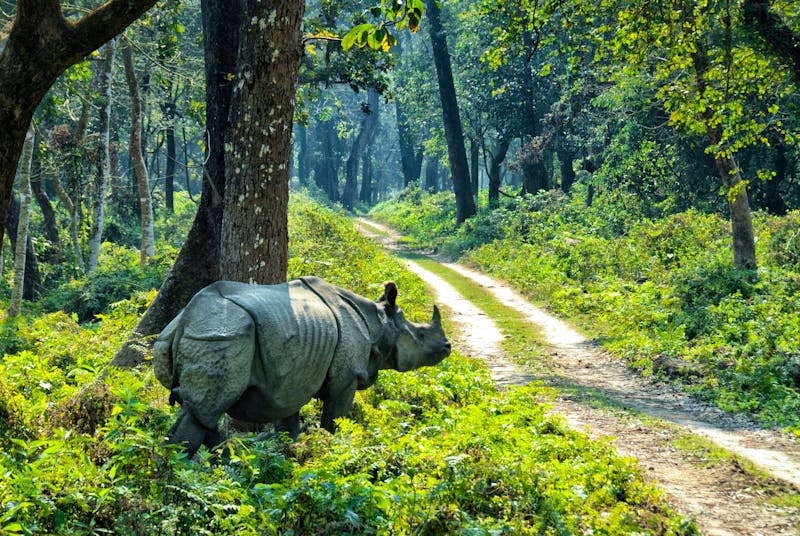Nashorn im Chitwan Nationalpark in Nepal - ©Danuta Hyniewska - stock.adobe.com