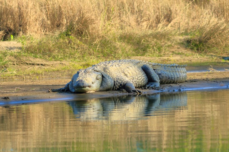 Krokodil im Chitwan Nationalpark in Nepal - ©Dynamoland - stock.adobe.com