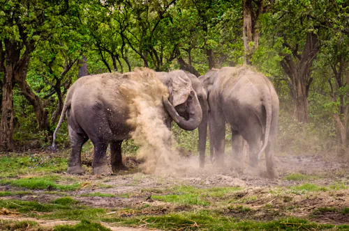 Asiatische Elefanten im Chitwan Nationalpark in Nepal &ndash; &copy; Gaurav Aryal - stock.adobe.com