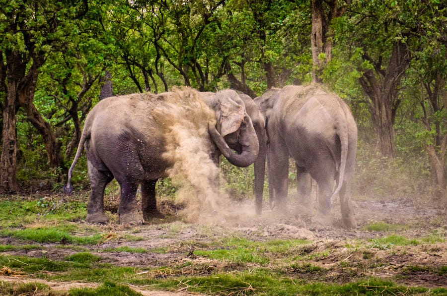 Asiatische Elefanten im Chitwan Nationalpark in Nepal – © Gaurav Aryal - stock.adobe.com