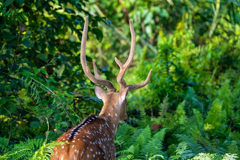 Hirsch im Chitwan Nationalpark in Nepal - ©World Travel Photos - stock.adobe.com