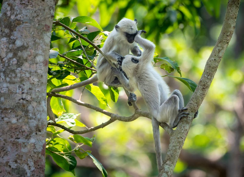 Affen im Chitwan Nationalpark in Nepal - ©World Travel Photos - stock.adobe.com