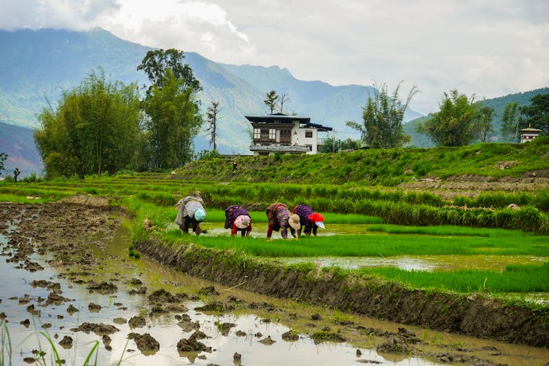 Arbeiter auf dem Reisefeld in Bhutan - ©Mathias - stock.adobe.com