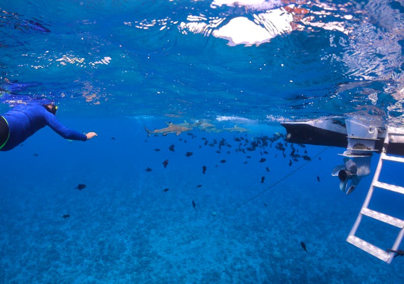 Bora Bora - Schnorcheln mit Rochen & Haien - ©Jacob Spangenberg - Eberhardt TRAVEL