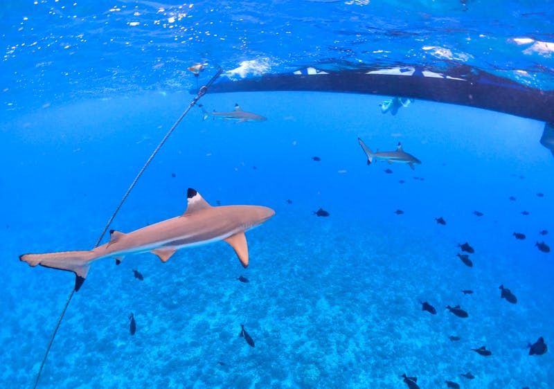 Bora Bora - Schnorcheln mit Rochen & Haien - ©Jacob Spangenberg - Eberhardt TRAVEL