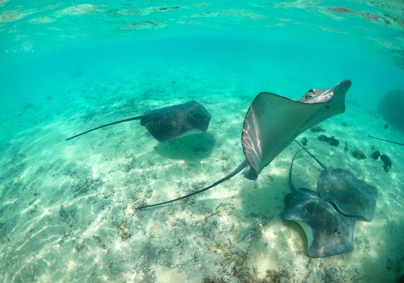 Rochen vor Bora Bora - ©Jacob Spangenberg - Eberhardt TRAVEL