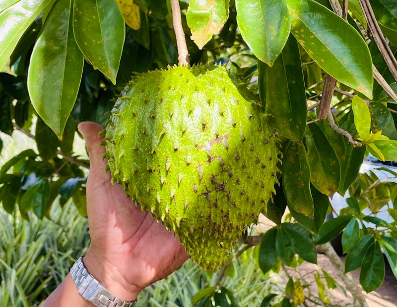 Inselrundfahrt auf Moorea - tropische Frucht - ©Jacob Spangenberg - Eberhardt TRAVEL