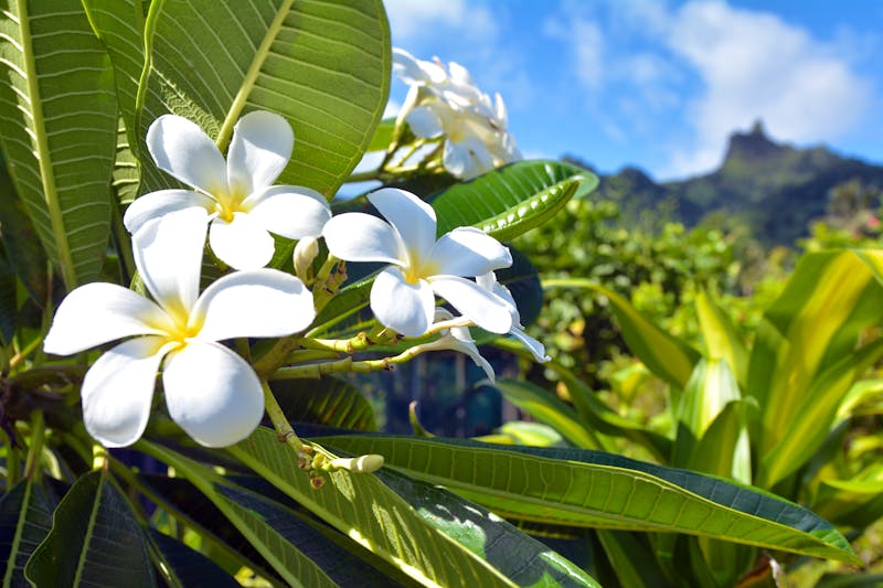 Cook-Insel Rarotonga im Südpazifik - ©Rafael Ben-Ari - stock.adobe.com