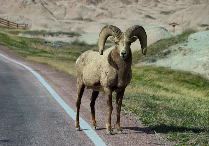 Steinbock in den kanadischen Badlands - &copy;Taylor - stock.adobe.com
