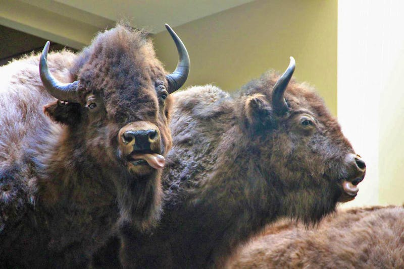 Bisons im Head-Smashed-In Buffalo Jump Besucherzentrum in Alberta - ©Sylvia Ott - Eberhardt TRAVEL