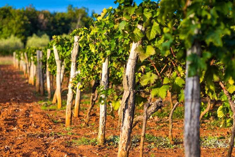 Weinberg Poreč, Kroatien, Istrien   - ©mmphoto - stock.adobe.com