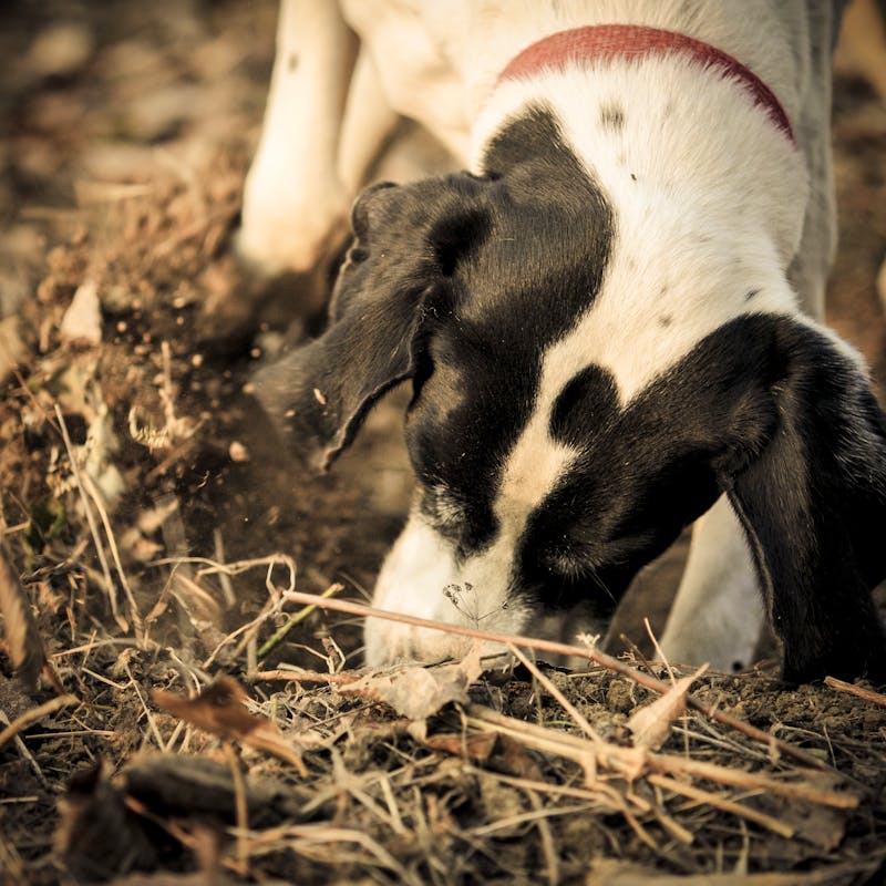 Trüffelsuche mit Hunden - ©Giorgio Pulcini - stock.adobe.com