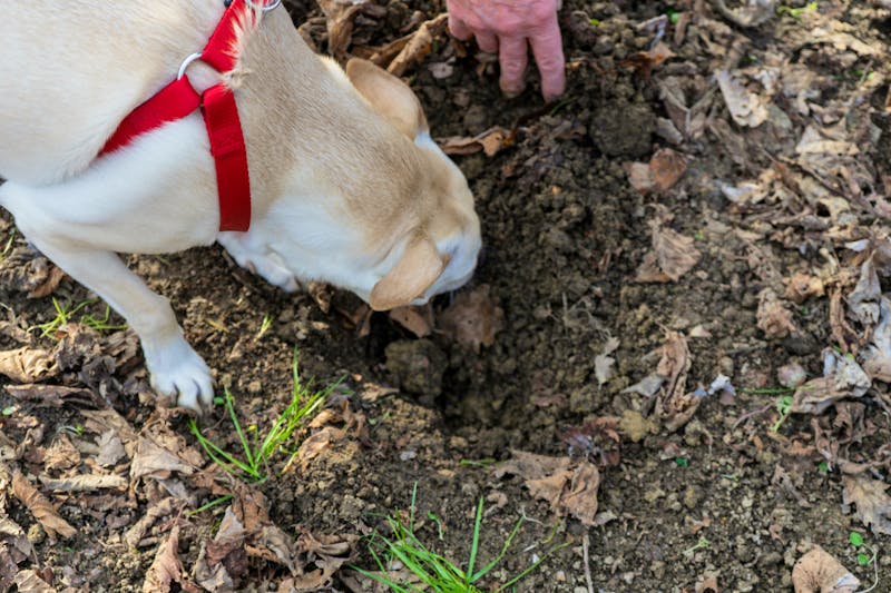 Trüffelsuche mit Hunden - ©Cosca - stock.adobe.com