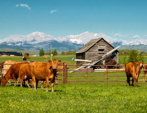Ranch und Rinder im Süden von Alberta - Im Hintergrund die Rocky Mountains – © LindaPhotography - stock.adobe.com