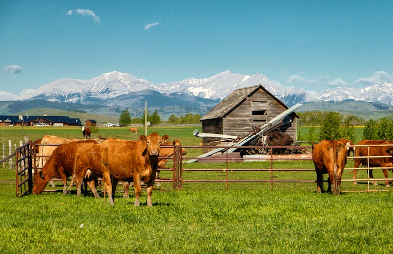Ranch und Rinder im Süden von Alberta - Im Hintergrund die Rocky Mountains - ©LindaPhotography - stock.adobe.com
