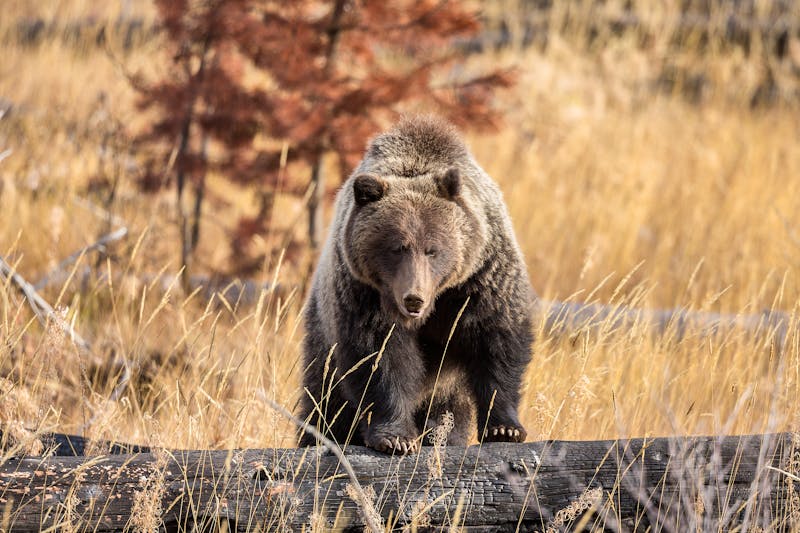 Grizzly im Banff-Nationalpark - ©Colleen Gara @colleengaraphoto / Travel Alberta