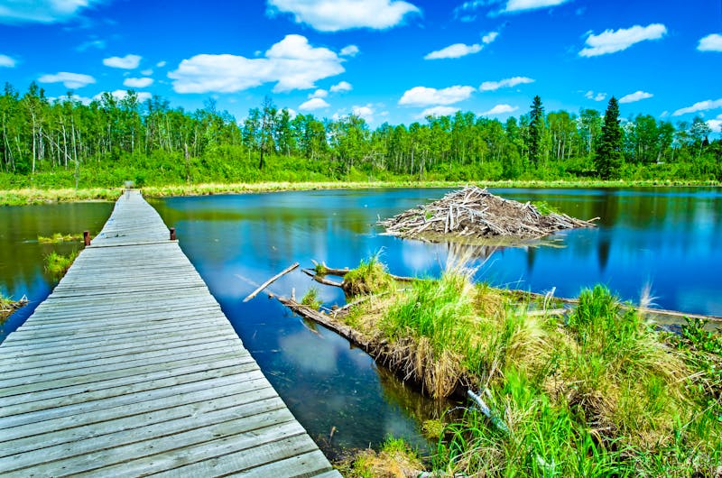 Biber-Burg im Elk-Island-Nationalpark in Kanada - ©Kevyn - stock.adobe.com