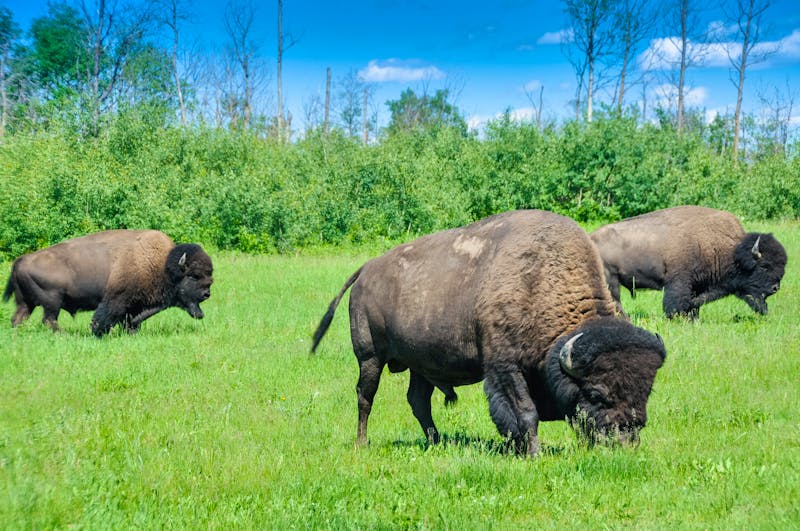 Bisonherde im Elk-Island-Nationalpark in Alberta - ©Noradoa - stock.adobe.com