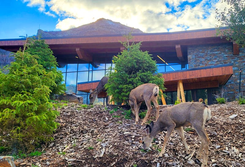 Rehe direkt am Hotel in Waterton - ©Franziska Bergmann - Eberhardt TRAVEL