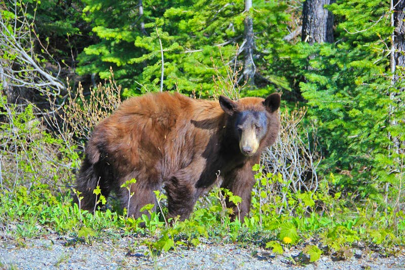 Waterton Lakes National Park - wir sind auf Bärenschau - ©Sylvia Ott - Eberhardt TRAVEL