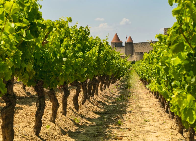 Weinfelder um Carcassonne - ©javarman - stock.adobe.com