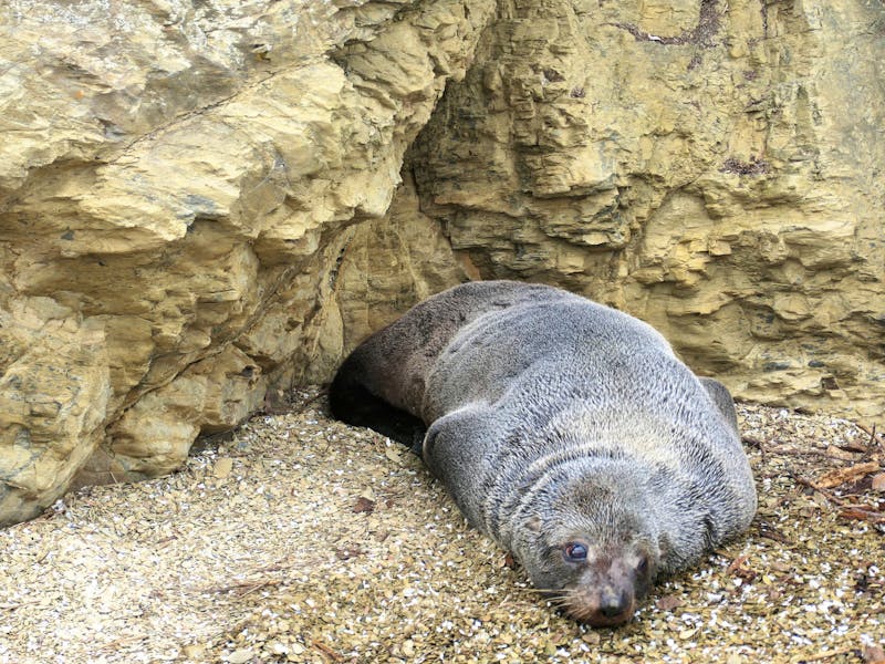 Kreuzfahrt durch den Kenepuru Sound - Seelöwe am Ufer - ©Annett Müller - Eberhardt TRAVEL