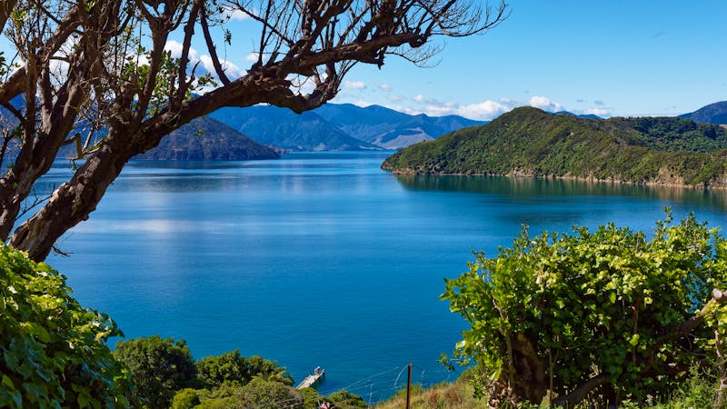Blick auf die Marlborough Sounds - Neuseeland - ©NZPix.co.nz - stock.adobe.com