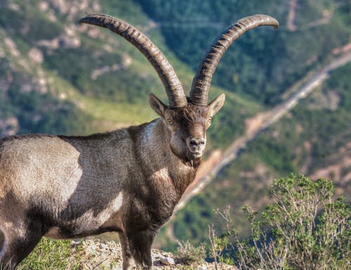 Steinbock im Montserrat-Gebirge – © Luis - stock.adobe.com