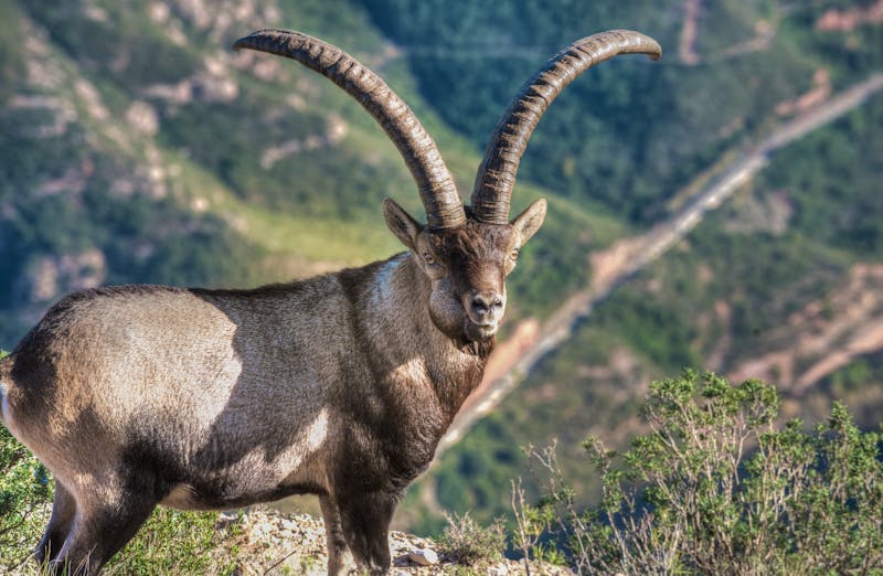Steinbock im Montserrat-Gebirge - ©Luis - stock.adobe.com