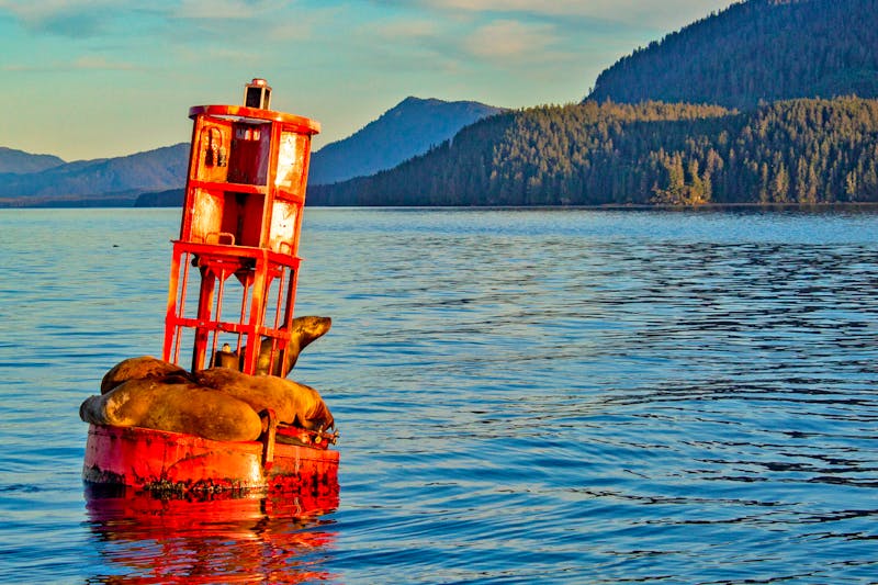 Icy Strait Point – Seebären - ©Vivien Fiedler - Eberhardt TRAVEL
