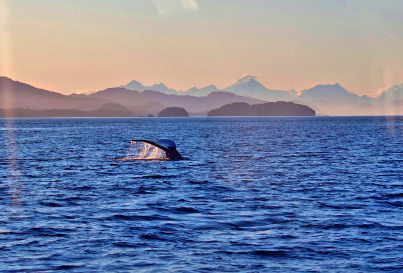 Icy Strait Point – Walbeobachtung - ©Vivien Fiedler - Eberhardt TRAVEL